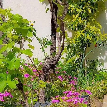 Des Oliviers Aigues-Vives (Gard)
